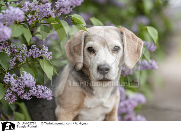 Beagle Portrait / Beagle Portrait / AH-02761