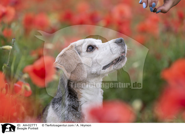 Beagle Portrait / Beagle Portrait / AH-02771
