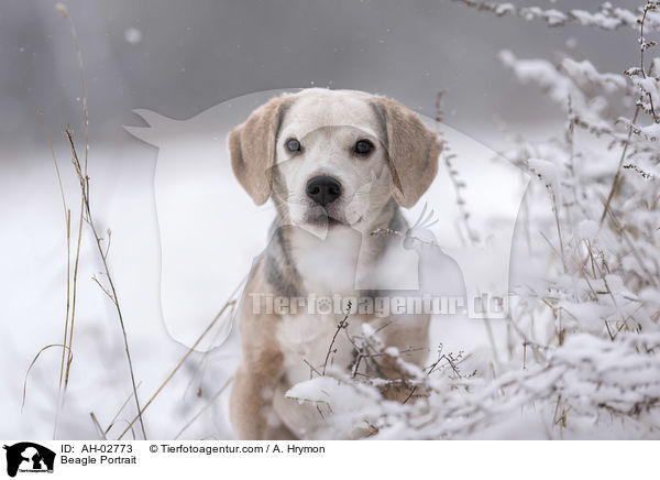 Beagle Portrait / Beagle Portrait / AH-02773