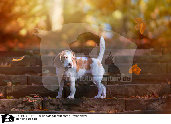 stehender Beagle / standing Beagle / BS-08199