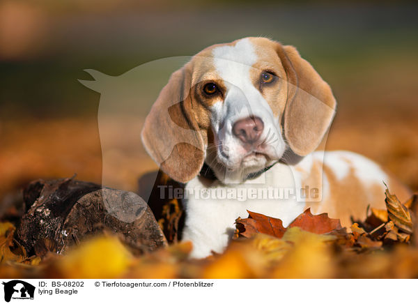 liegender Beagle / lying Beagle / BS-08202