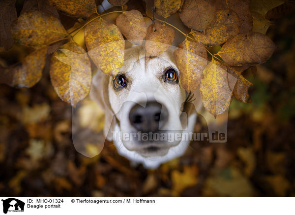 Beagle Portrait / Beagle portrait / MHO-01324