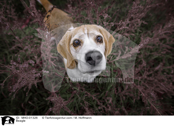 Beagle / Beagle / MHO-01326