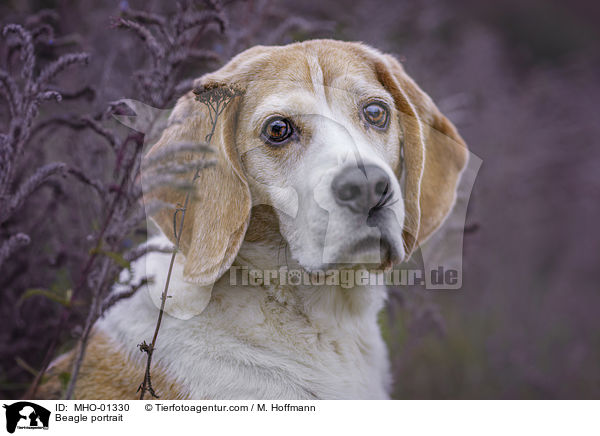 Beagle Portrait / Beagle portrait / MHO-01330