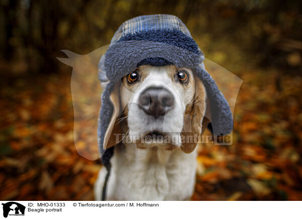 Beagle Portrait / Beagle portrait / MHO-01333