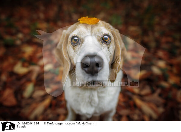 Beagle / Beagle / MHO-01334