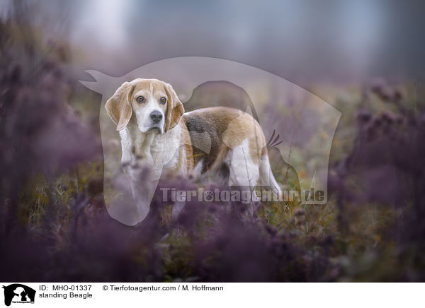 stehender Beagle / standing Beagle / MHO-01337