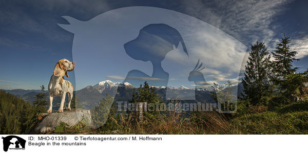 Beagle in den Bergen / Beagle in the mountains / MHO-01339