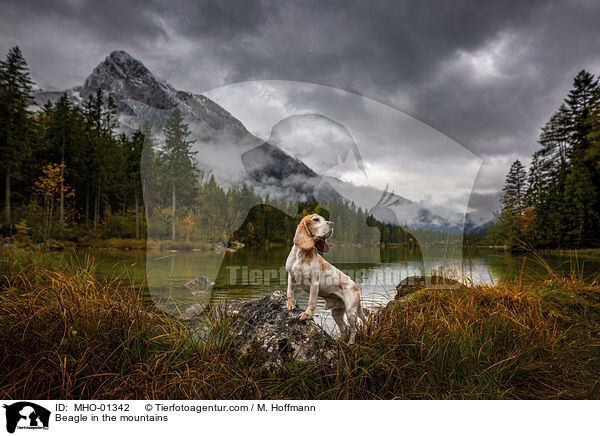 Beagle in den Bergen / Beagle in the mountains / MHO-01342