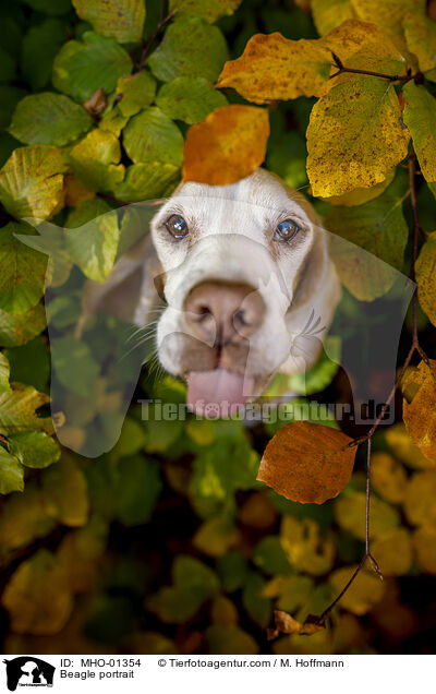 Beagle Portrait / Beagle portrait / MHO-01354