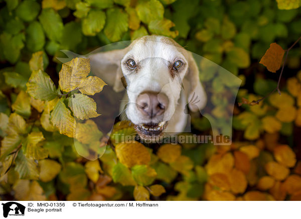 Beagle Portrait / Beagle portrait / MHO-01356