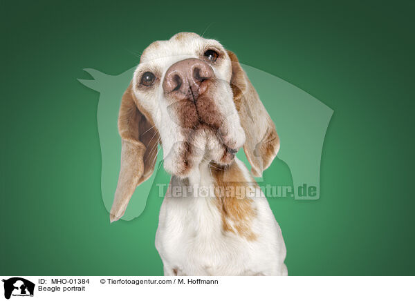 Beagle Portrait / Beagle portrait / MHO-01384