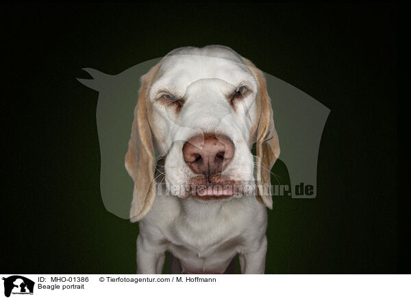 Beagle Portrait / Beagle portrait / MHO-01386