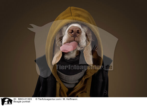 Beagle Portrait / Beagle portrait / MHO-01393