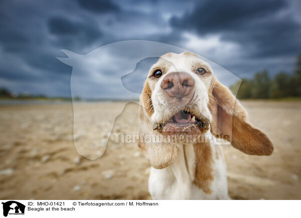 Beagle at the beach / MHO-01421