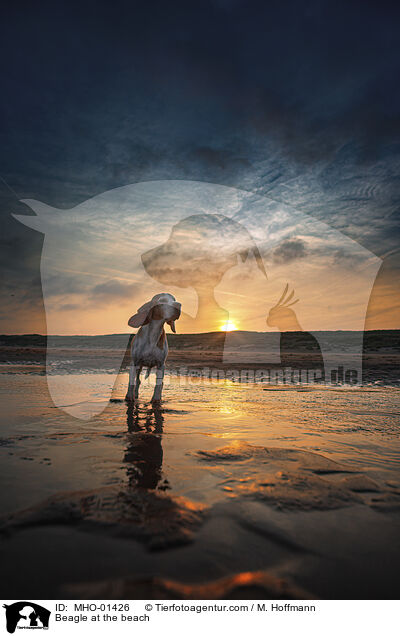 Beagle am Strand / Beagle at the beach / MHO-01426