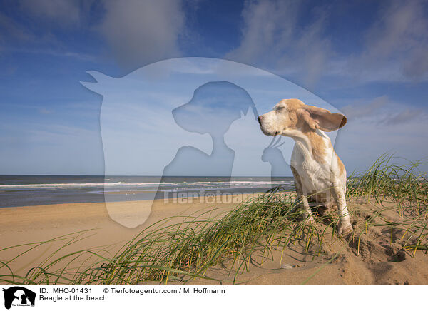 Beagle am Strand / Beagle at the beach / MHO-01431