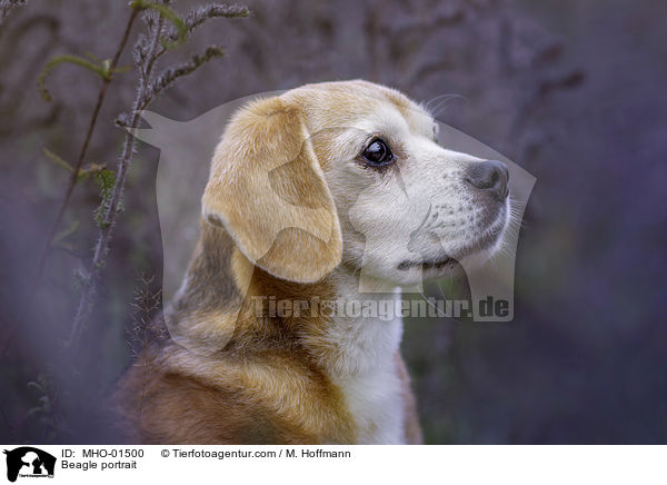 Beagle Portrait / Beagle portrait / MHO-01500