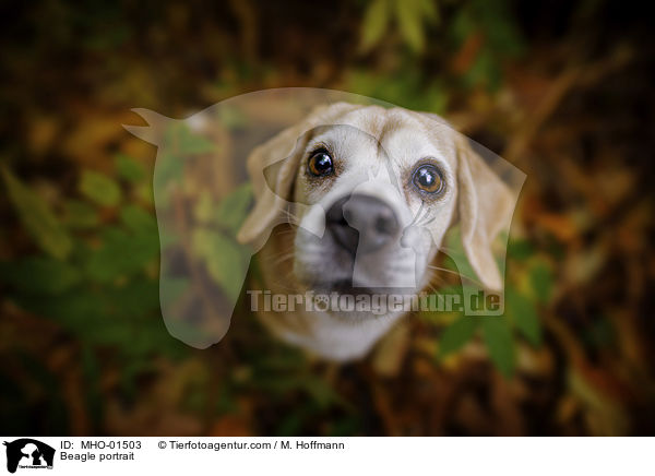 Beagle Portrait / Beagle portrait / MHO-01503