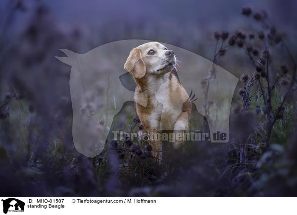 stehender Beagle / standing Beagle / MHO-01507