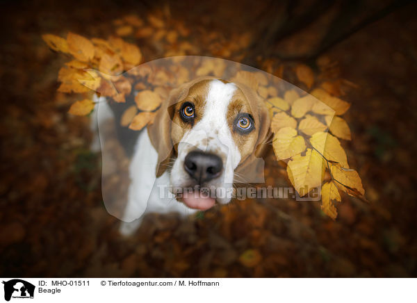 Beagle / Beagle / MHO-01511