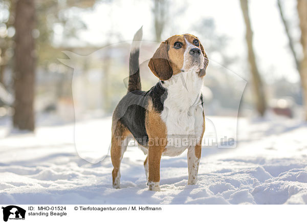 stehender Beagle / standing Beagle / MHO-01524