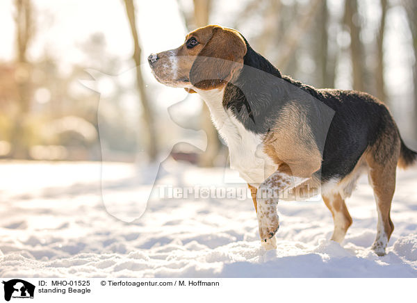 stehender Beagle / standing Beagle / MHO-01525