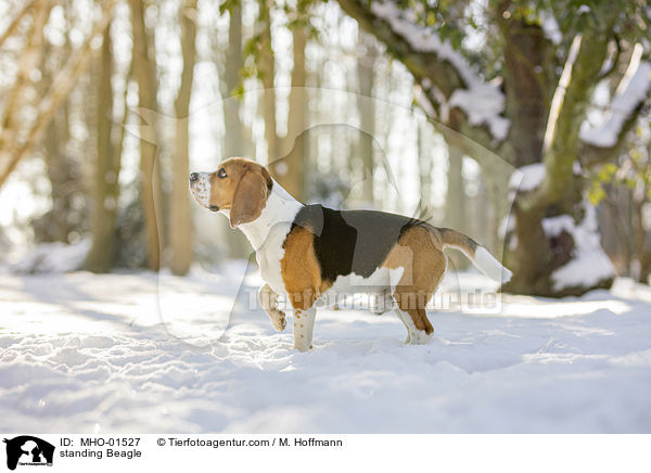 stehender Beagle / standing Beagle / MHO-01527