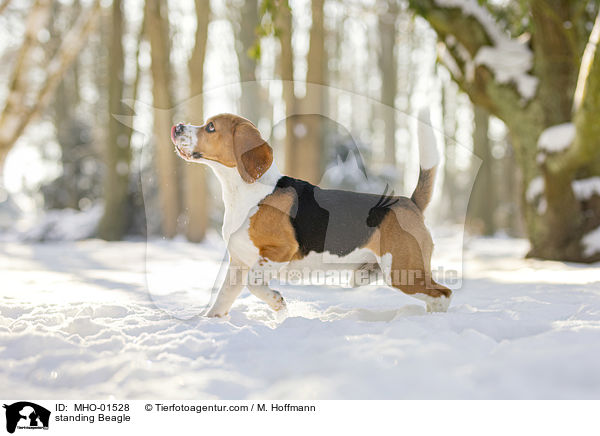 stehender Beagle / standing Beagle / MHO-01528