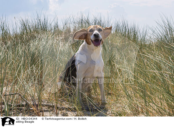 sitting Beagle / HBO-04344