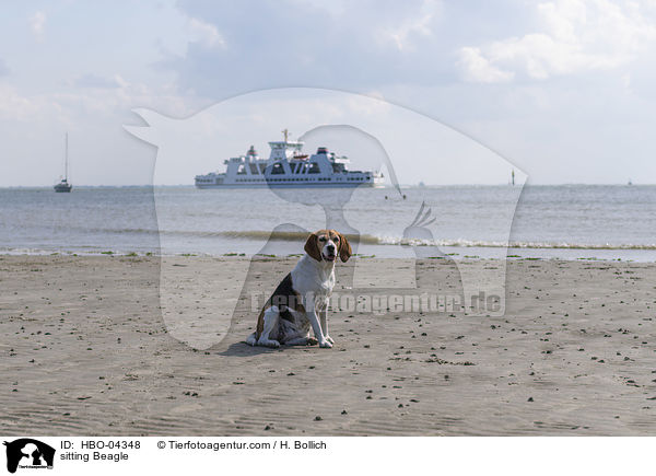 sitzender Beagle / sitting Beagle / HBO-04348