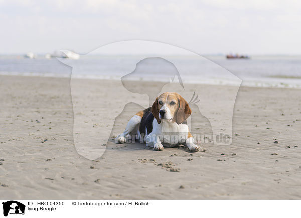 liegender Beagle / lying Beagle / HBO-04350