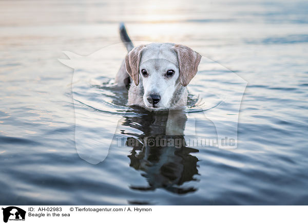 Beagle im Meer / Beagle in the sea / AH-02983