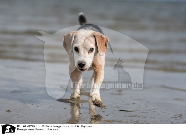 Beagle rennt durchs Meer / Beagle runs through the sea / AH-02993