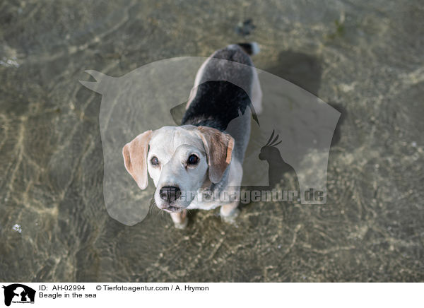 Beagle im Meer / Beagle in the sea / AH-02994