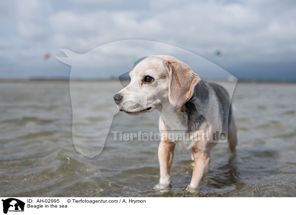 Beagle im Meer / Beagle in the sea / AH-02995