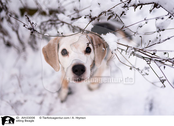 sitzender Beagle / sitting Beagle / AH-03006