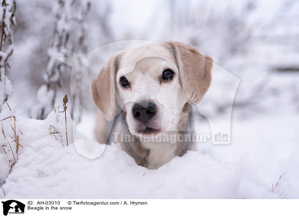 Beagle steht im Schnee / Beagle in the snow / AH-03010