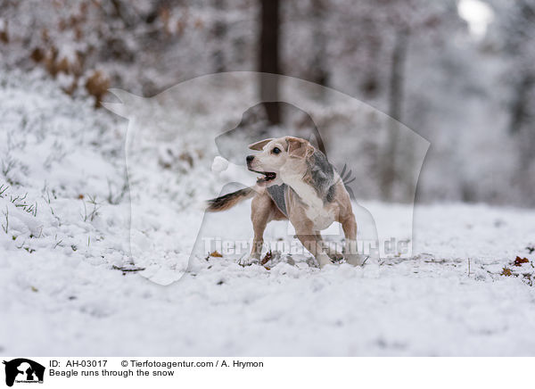 Beagle rennt durch den Schnee / Beagle runs through the snow / AH-03017