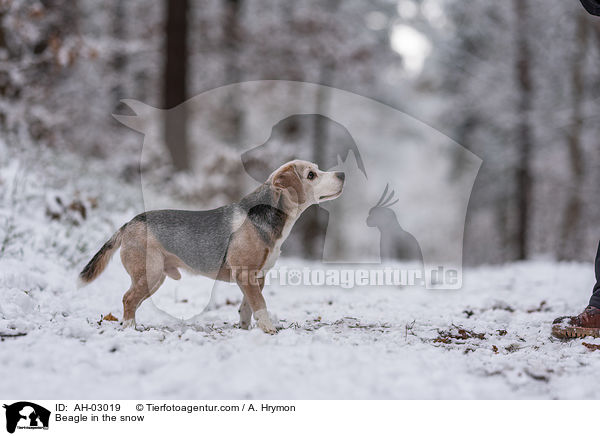 Beagle steht im Schnee / Beagle in the snow / AH-03019