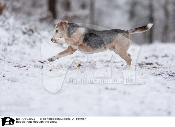 Beagle rennt durch den Schnee / Beagle runs through the snow / AH-03022