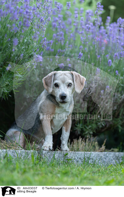 sitzender Beagle / sitting Beagle / AH-03037