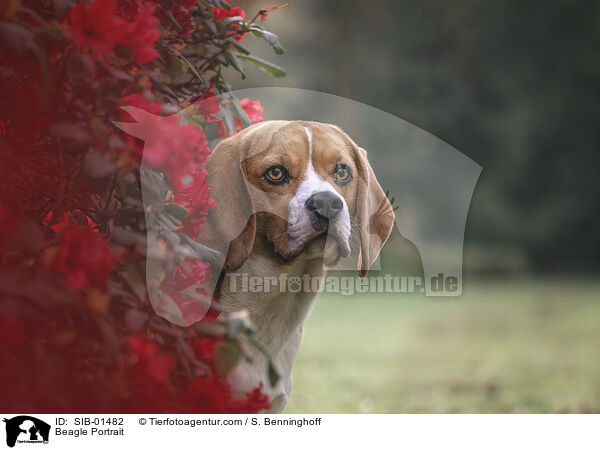 Beagle Portait / Beagle Portrait / SIB-01482