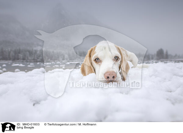 liegender Beagle / lying Beagle / MHO-01603