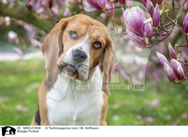 Beagle Portrait / Beagle Portrait / MHO-01699