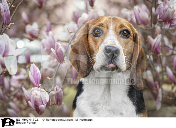 Beagle Portrait / Beagle Portrait / MHO-01702