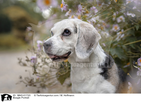 Beagle Portrait / Beagle Portrait / MHO-01720