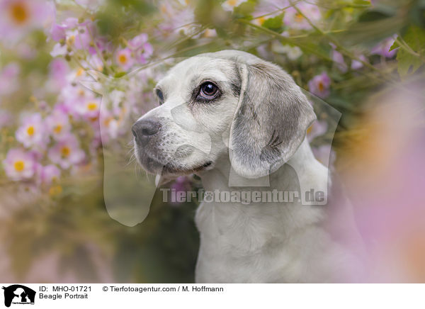 Beagle Portrait / Beagle Portrait / MHO-01721