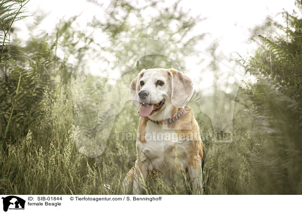 Beagle Hndin / female Beagle / SIB-01844