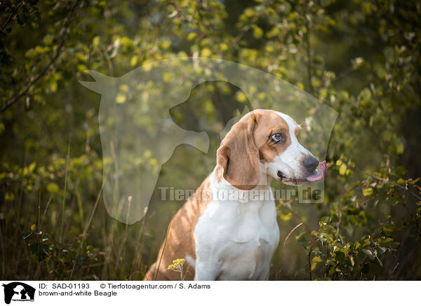 braun-wei Beagle / brown-and-white Beagle / SAD-01193